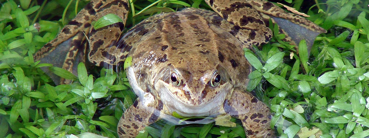 Amphibian