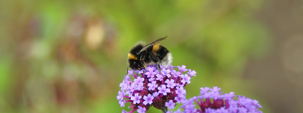Bumblebee