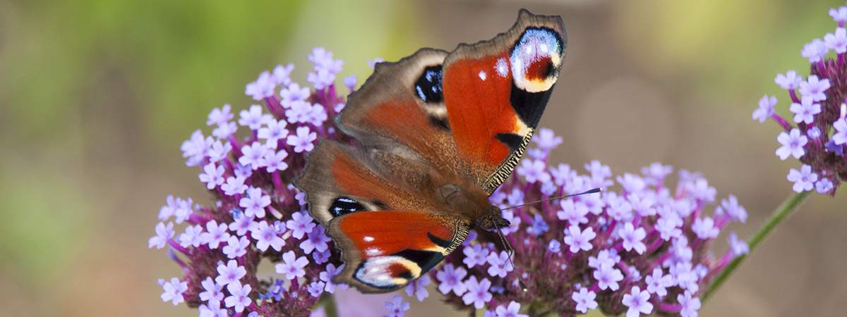 Red Admiral Butterfly