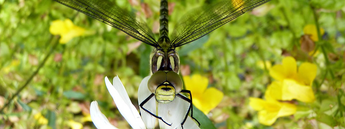 Dragonfly