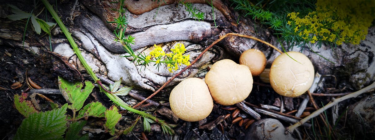Fungi