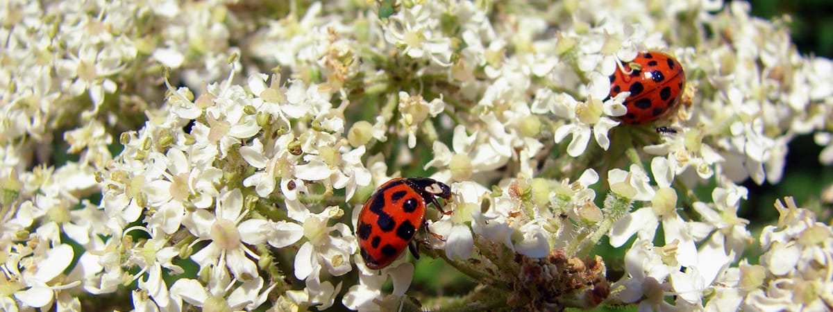 Ladybirds