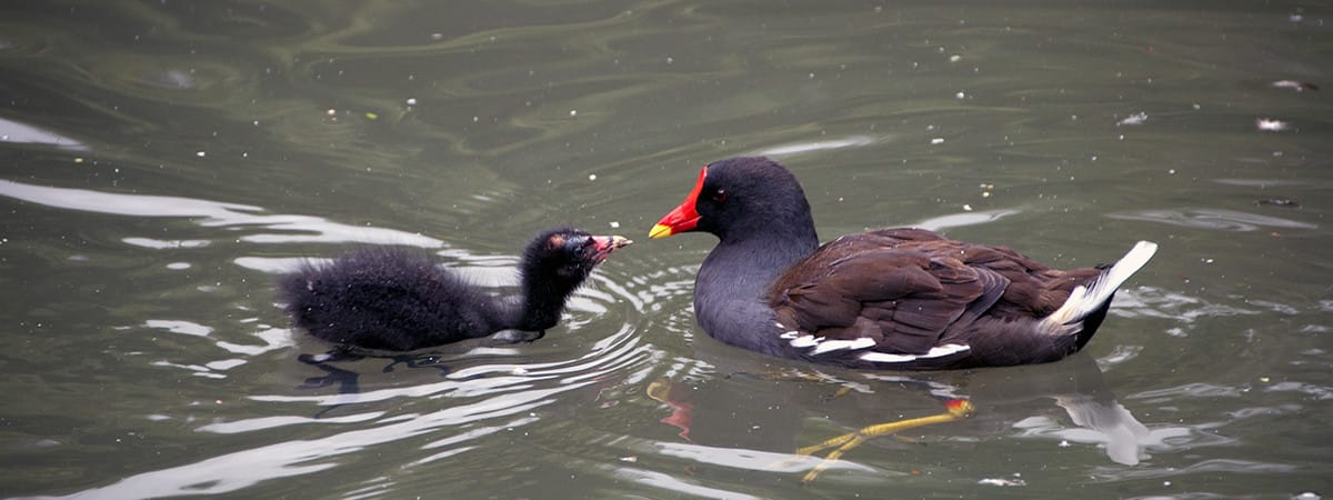 Moorhen & Chick