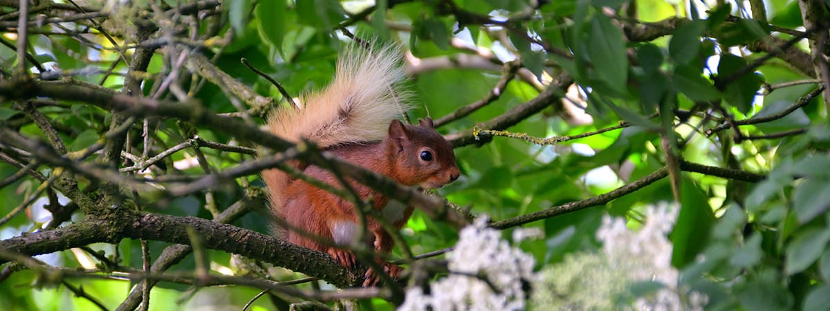 Red Squirrel