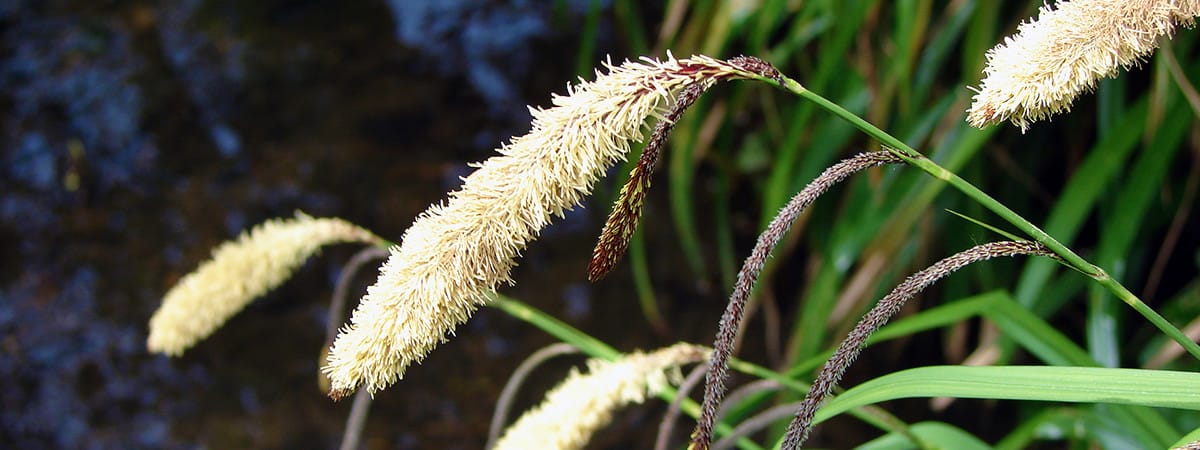 Rushes, reeds and grasses