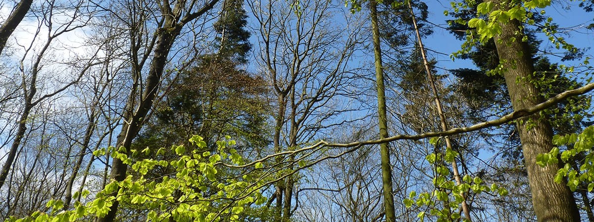 Trees