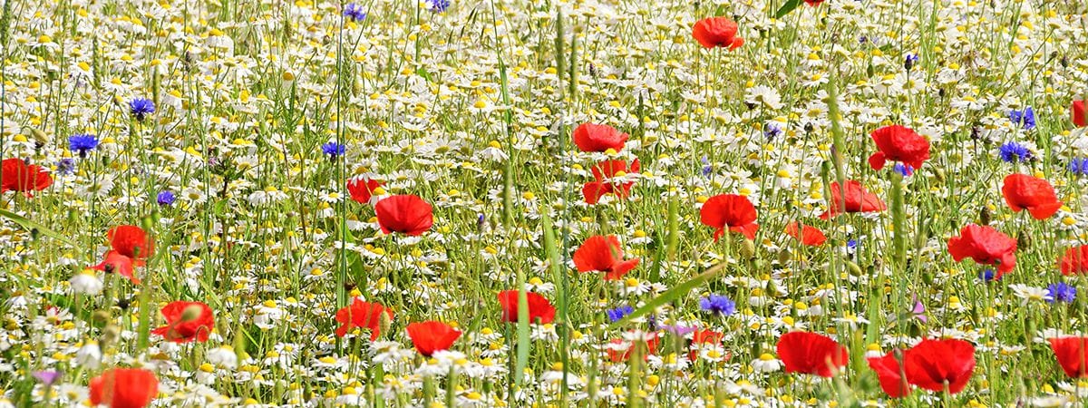 Wildflowers