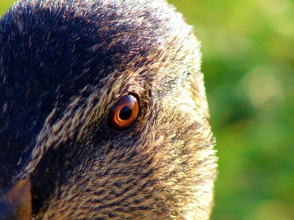 Duck